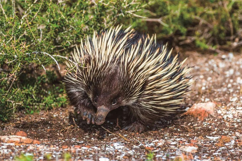 荒漠里有种动物长得像榴莲,视力差还没牙齿,只能靠长舌头猎食_针鼹