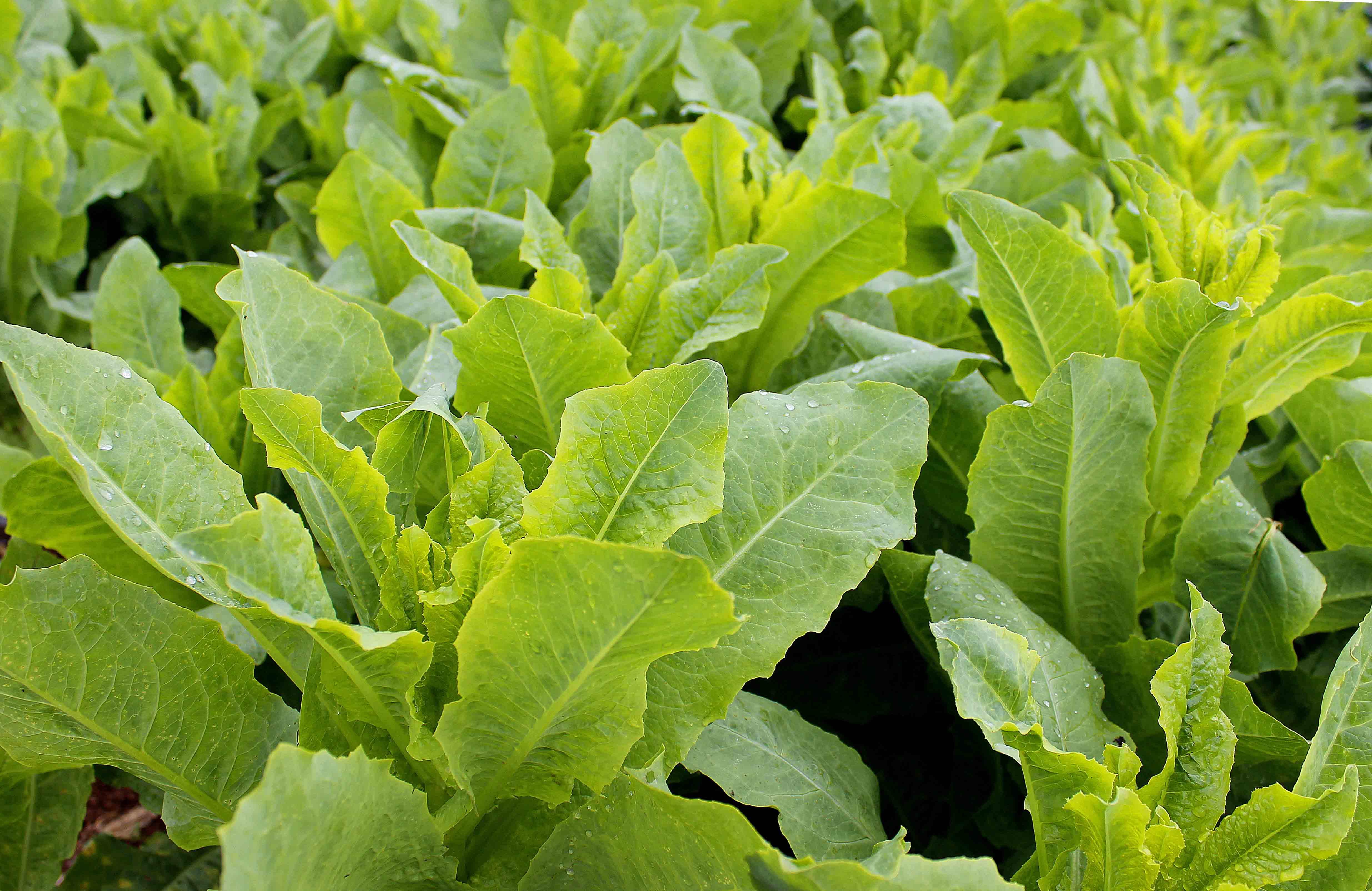 莴苣又称莴笋,有生拌,炒,晒干盐渍,酱制等多种食用法,美味可口.