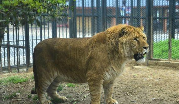 世界上最大的猫科动物——狮虎