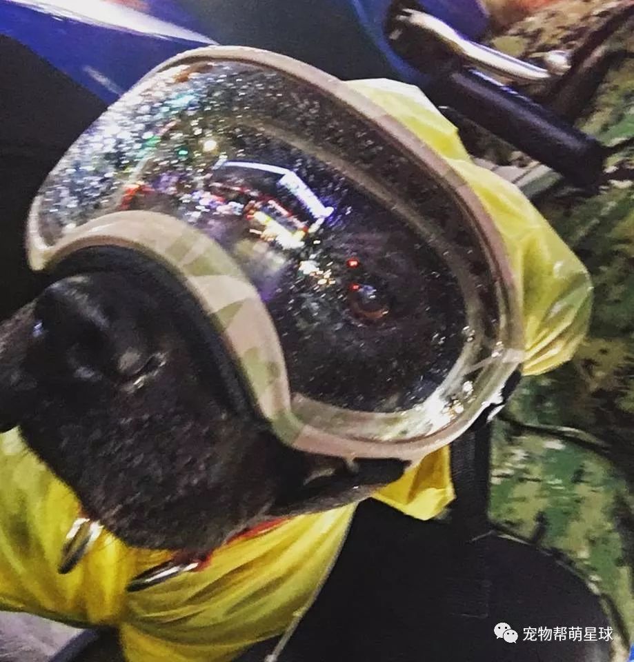 狗狗下雨全副武装出门搞笑装扮背后的故事令人心疼