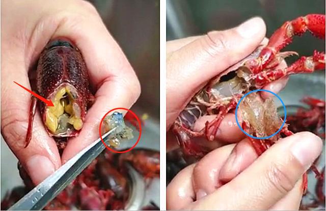图左边黄色的部分就是虾黄,图左剪子尖端的是一部分内脏组织.