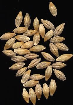 谷物和谷物的代名词颖果的果实草家庭.