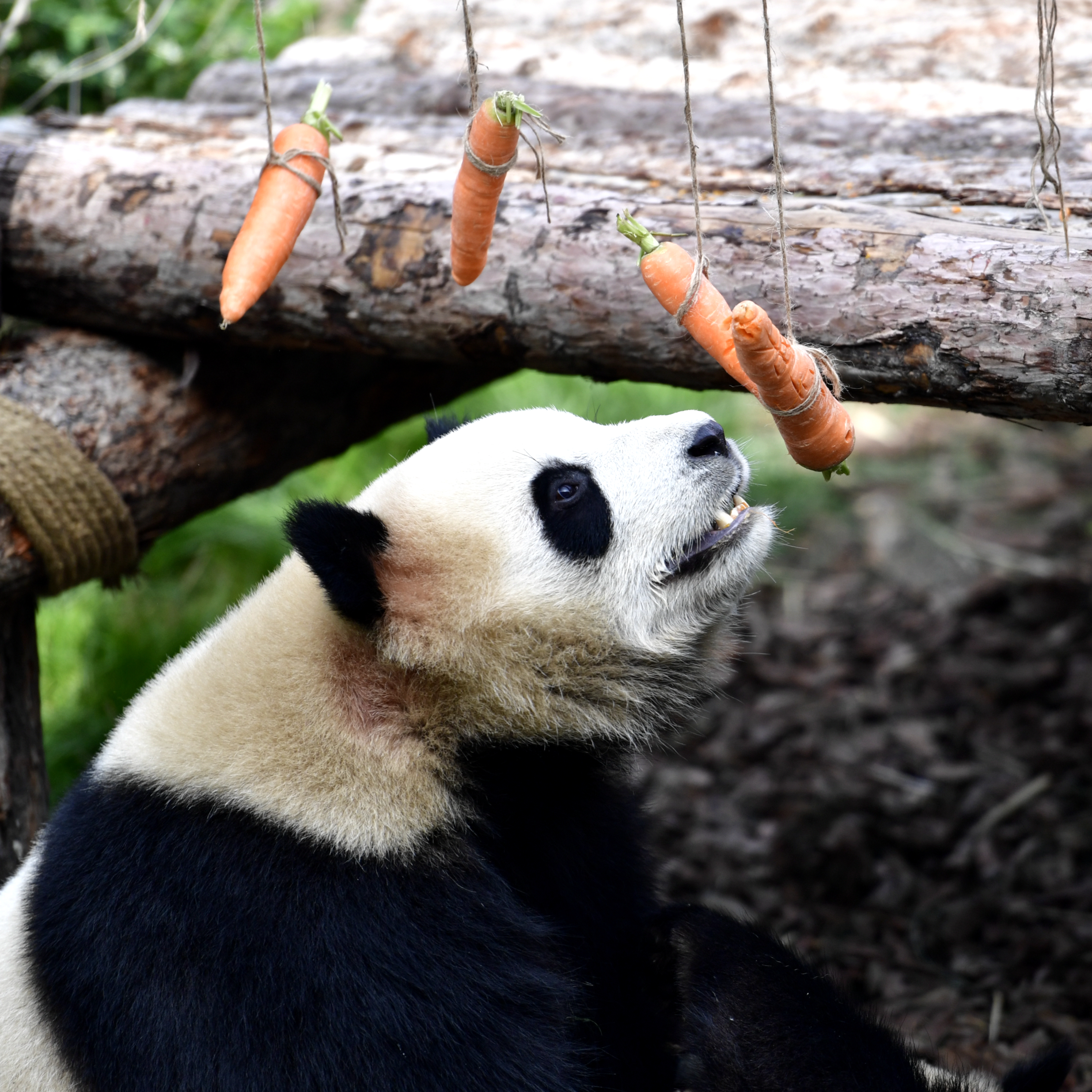 6月16日,大熊猫在西宁熊猫馆内吃胡萝卜