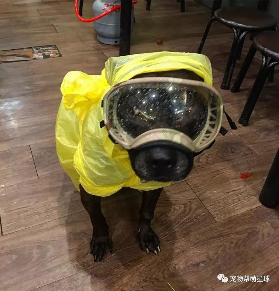 狗狗下雨全副武装出门搞笑装扮背后的故事令人心疼