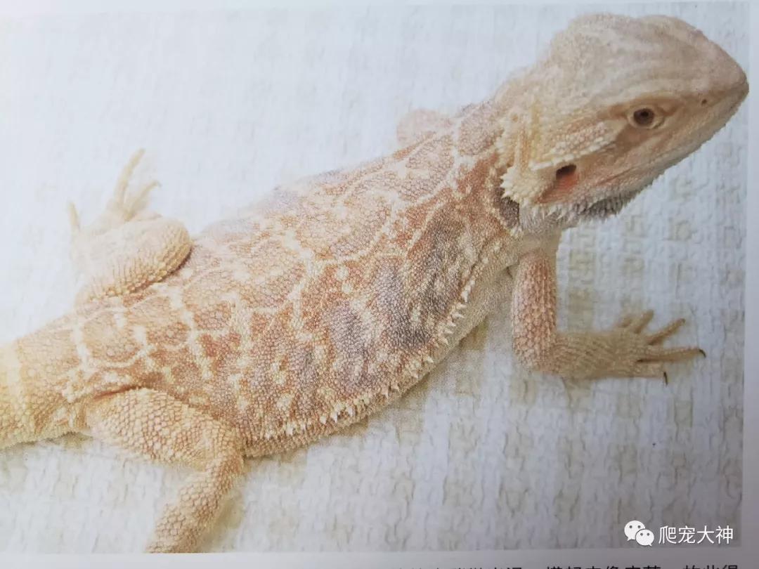 鬃狮蜥蜴的各种基因品系详解爬宠大神经典解析_皮革