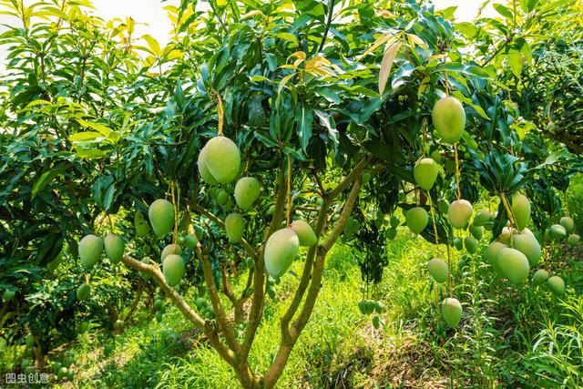 广西特色农产品品牌故事百色篇百色芒果天下香