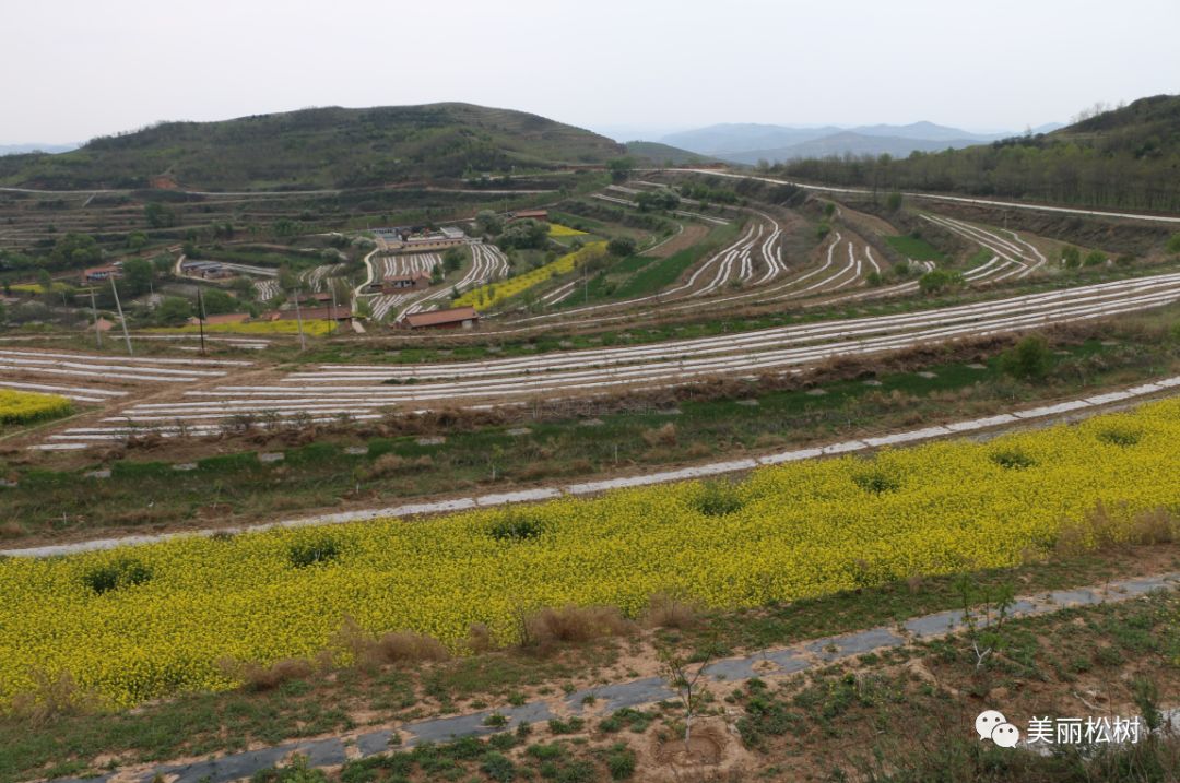 清水县松树镇图片