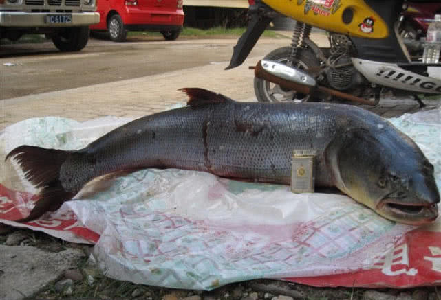 原创我们乡下人叫它黄钻鱼,被视为养殖业中的"害鱼"之首
