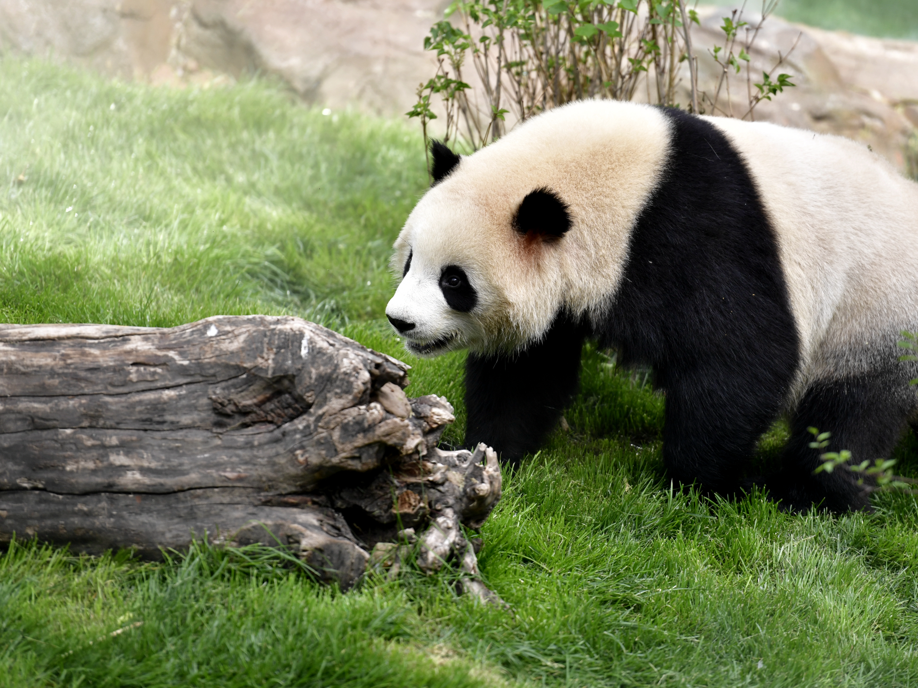 当日,位于青藏高原野生动物园内的西宁熊猫馆正式对外开放