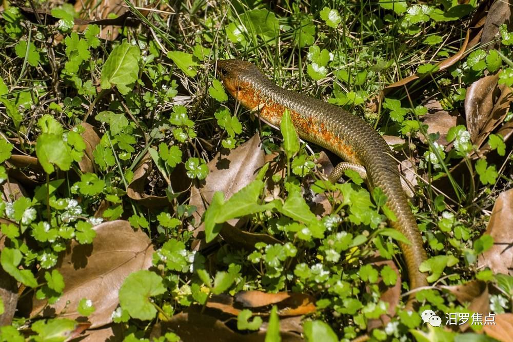 汨罗人你还见过这种"奇怪"蛇吗?土话叫什么?