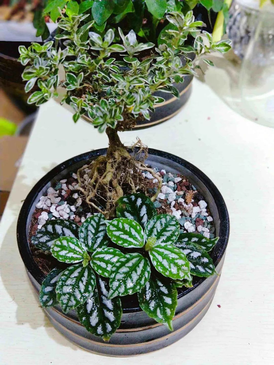 一种被称作"花"的绿叶植物,将它放在厨房,除烟效果棒棒的哦!_冷水