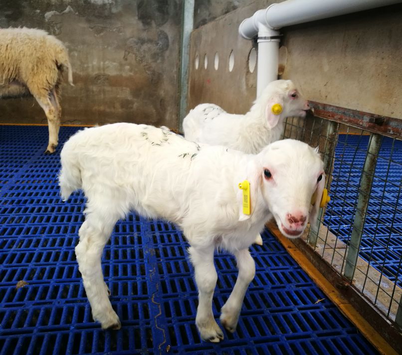 胡羊宝宝征名还剩最后一天就等你了