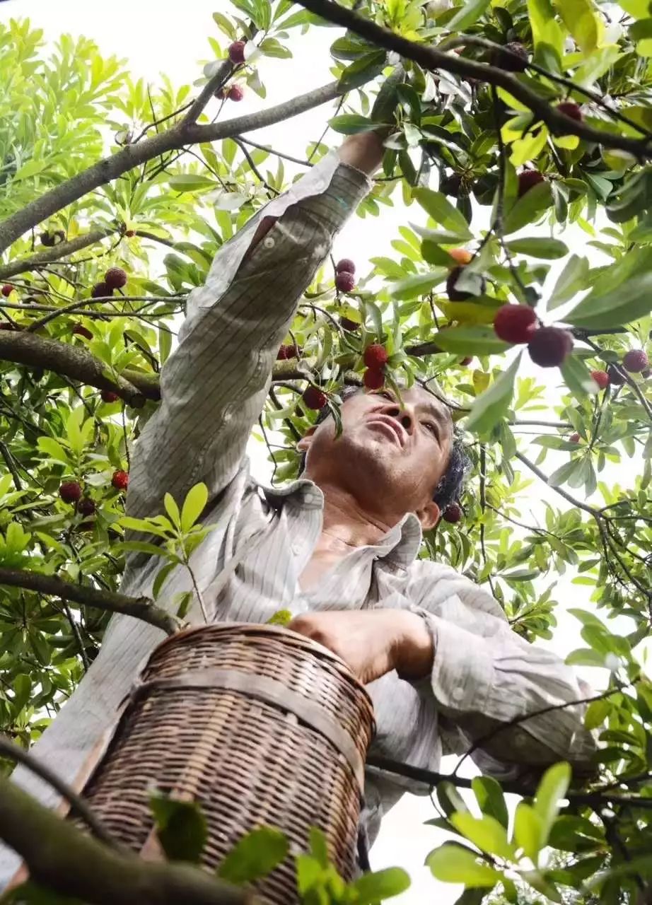 慈溪杨梅甲天下,抢晴采摘正当时