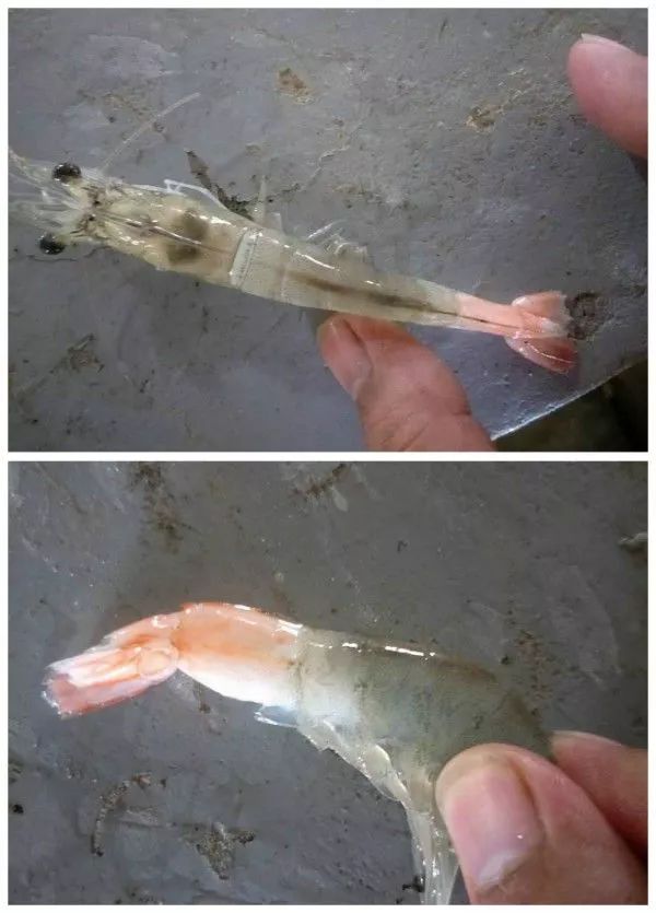 南美白对虾白便神出鬼没但是已经有养殖户进行截胡