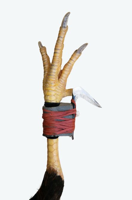 这些为杀死同类而生的斗鸡脚上有超现实的美