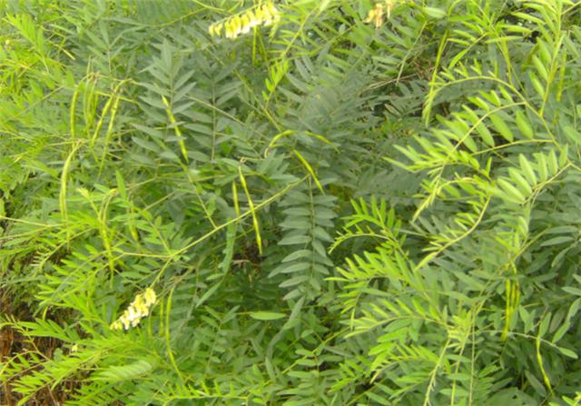 说起苦参,它是豆科植物,因为它可以结出一些豆子,但是它所结出的豆子