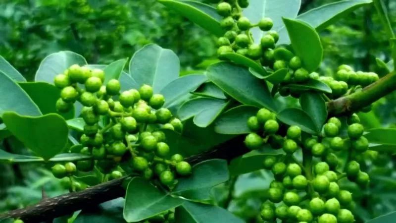 马家坝乡走出一条产业致富路藤椒