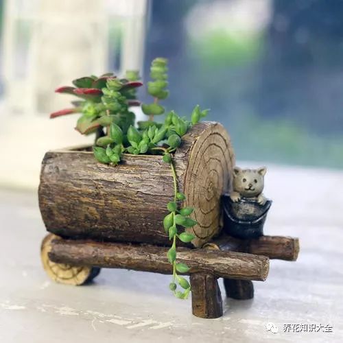 入了多肉坑连树桩子都能养平日不用打理样子令人爱不释手