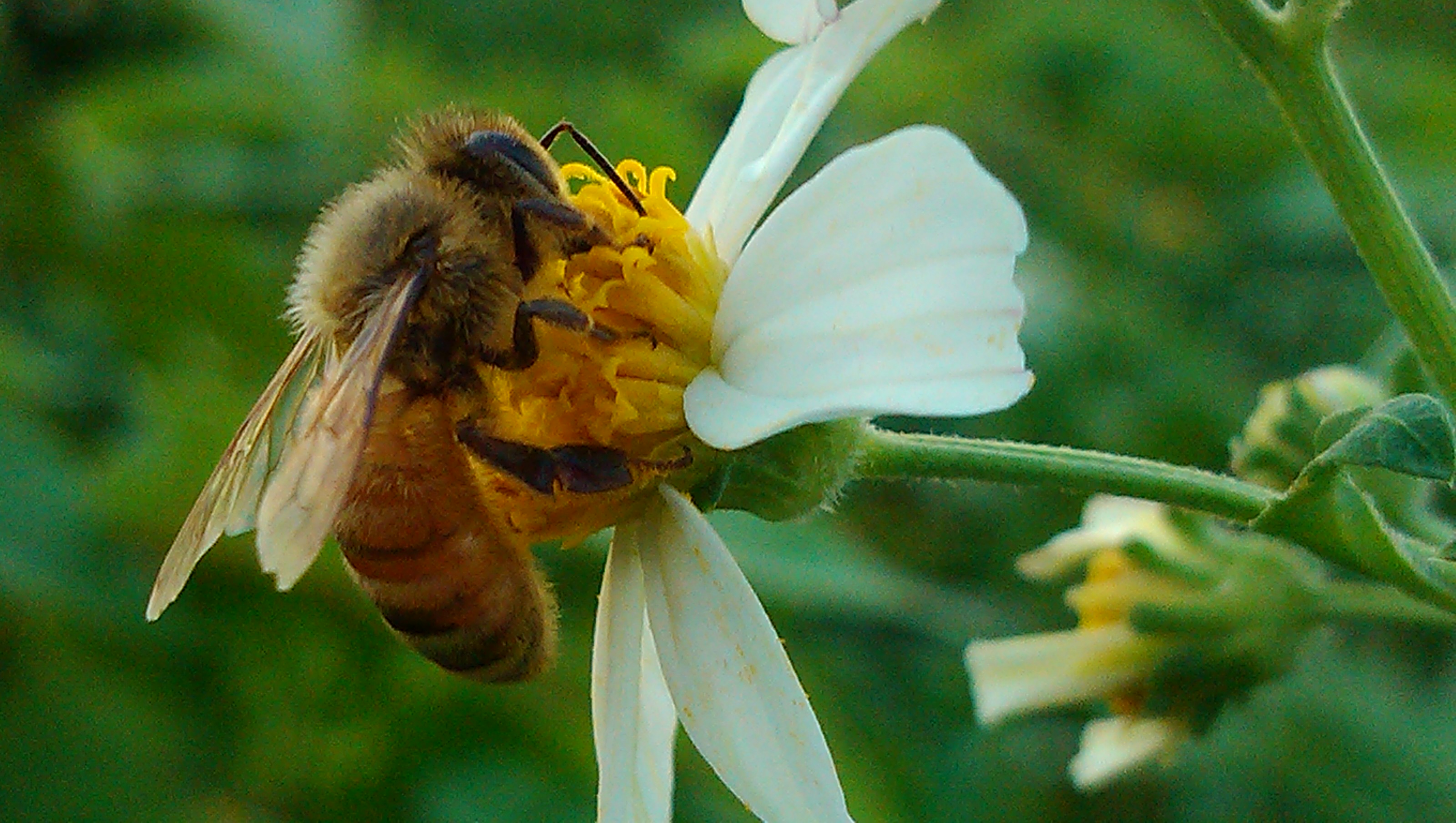 大蜜蜂梦见图片
