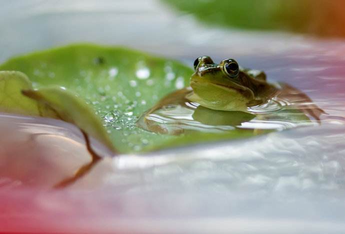 咏蛙诗词精选二十八首林莺啼到无声处青草池塘独听蛙
