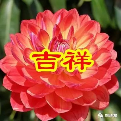 父亲节