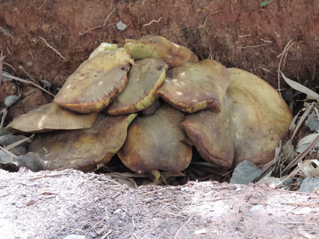 又和老朋友见面啦巨型菌子再现居民小区