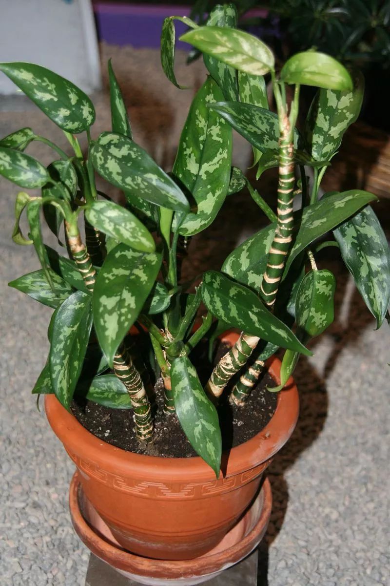 很适合养家里的盆栽绿植,这7种对净化空气的能力很优秀