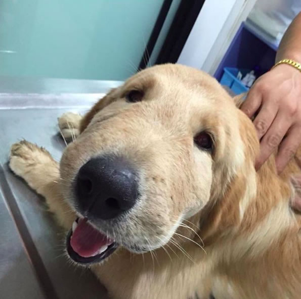 宠物狗狗被蜜蜂蜇了会怎样看了感觉又可怜又好笑