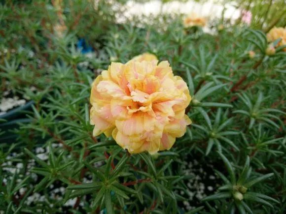 每日一花太阳花橙芙蓉花色橙黄间或有深橙色条纹