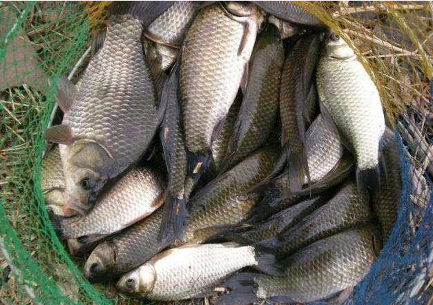 刘伯温去世前为何送给朱元璋一筐鱼,以致让朱元璋17年后才明白?