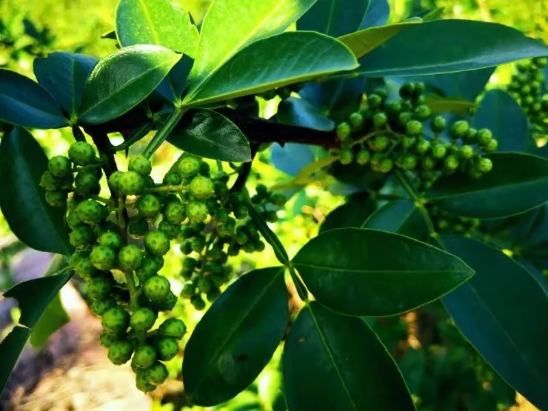 马家坝乡走出一条产业致富路藤椒