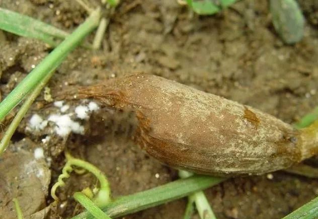 丝瓜黑星病的症状及防治方法