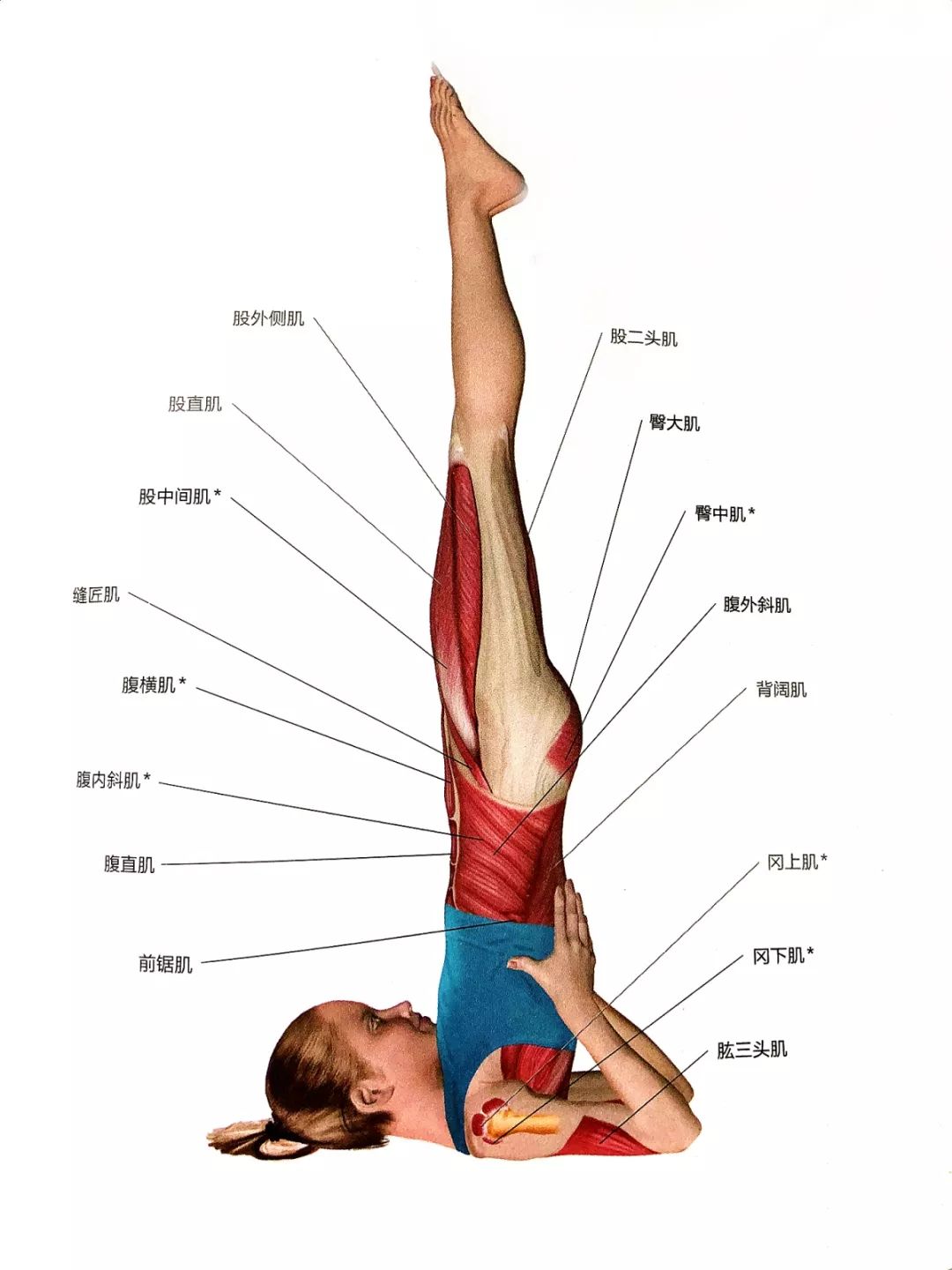 舞蹈基本功肩倒立图解图片