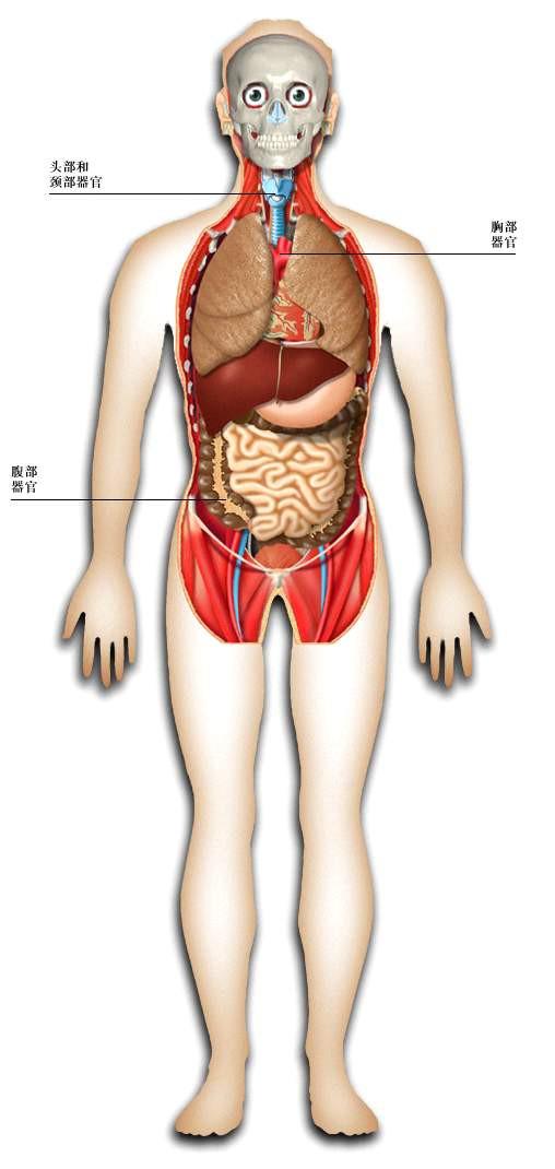 史上最全的人体组织器官全图