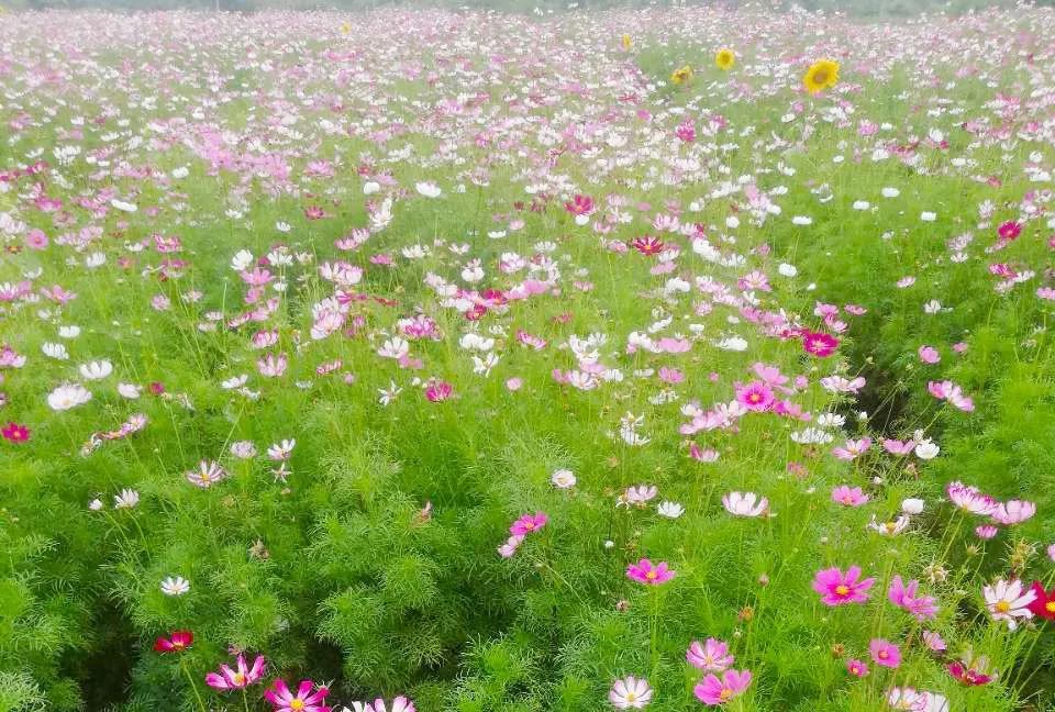 太漂亮了江油惊现好大一片美丽的格桑花