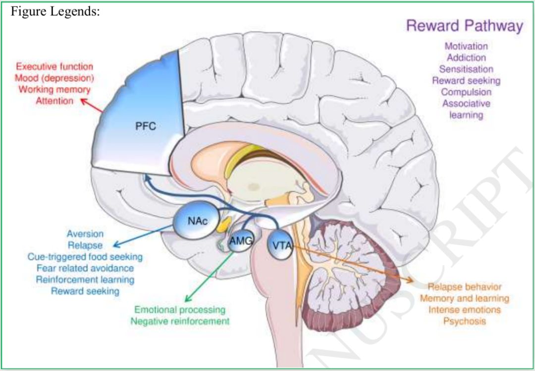 而情绪所涉及的神经通路与那些调节过度食用美味食物的神经通路之间