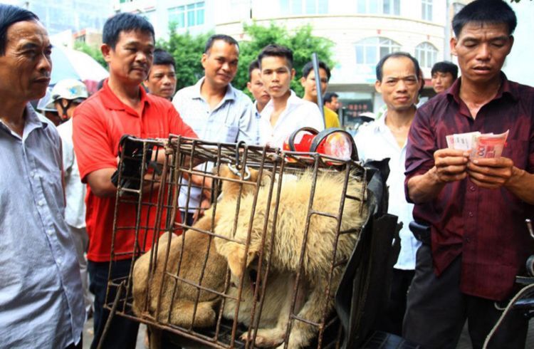 狗肉馆遭爱狗人士围堵大家都爱狗你们爱活的我们爱熟的