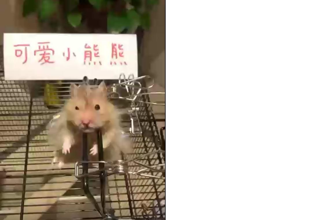 虐猫虐狗已不稀奇居然有人虐待这种动物施虐者应受惩罚