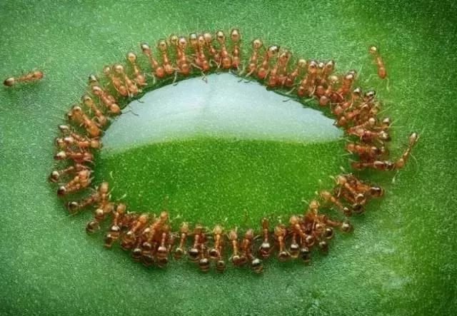 一群蚂蚁围着一滴糖水11.蒲公英和太阳10.