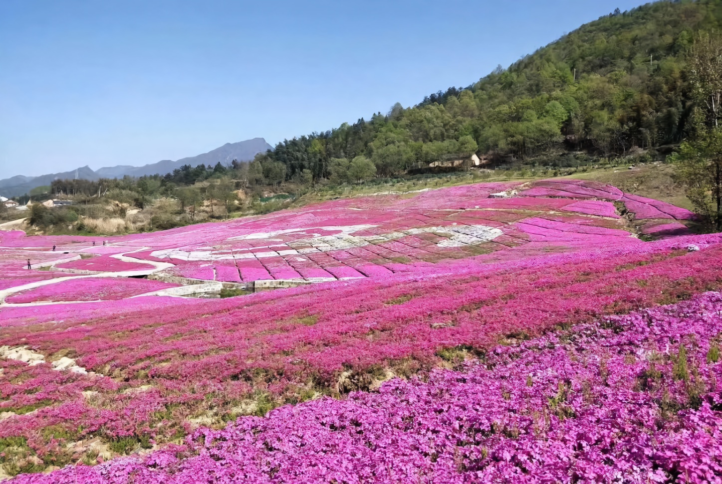 霍山花海旅游景点图片