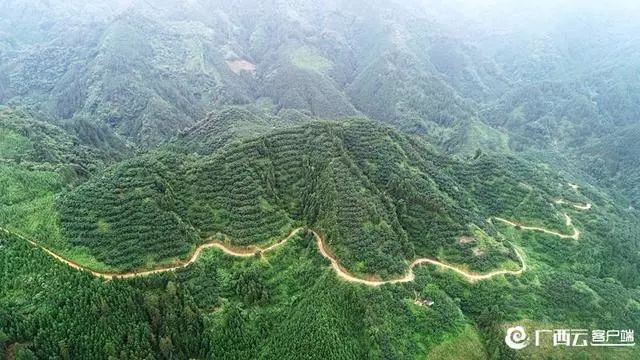 航拍广西河池市罗城仫佬族自治县宝坛乡西华村滨洞山1200多亩杨梅果场