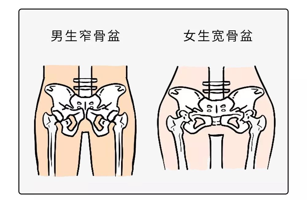 男女骨盆的区别表格图图片