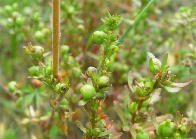 在农村很常见的这种野草,它果实内藏有虫子,效果和"虫草"相似_母草