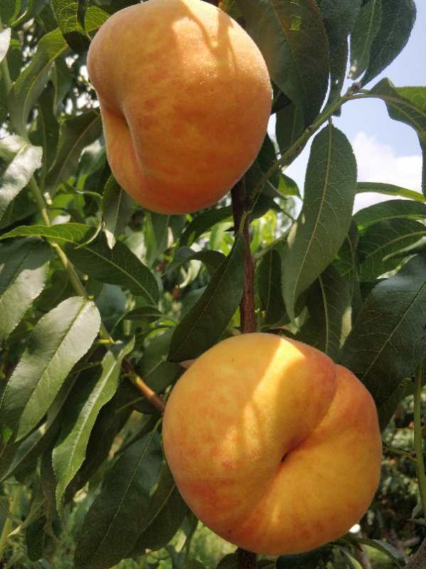 中蟠21号特点离核中蟠21号蟠桃苗品种特性