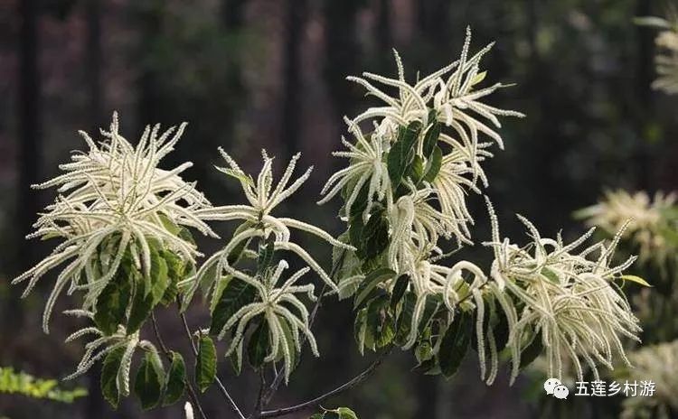 五莲的小伙伴们没见过栗子花的跟我来
