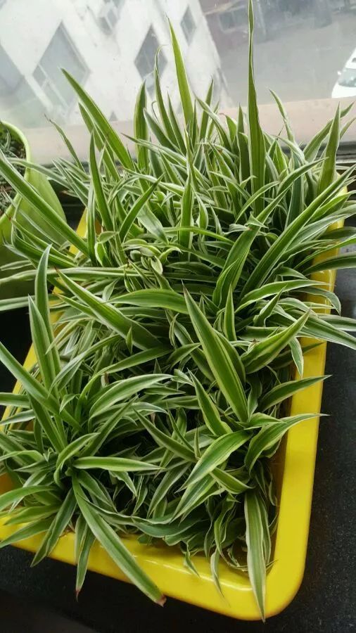 别人家的吊兰已经长疯了附夏季养吊兰的3个关键点