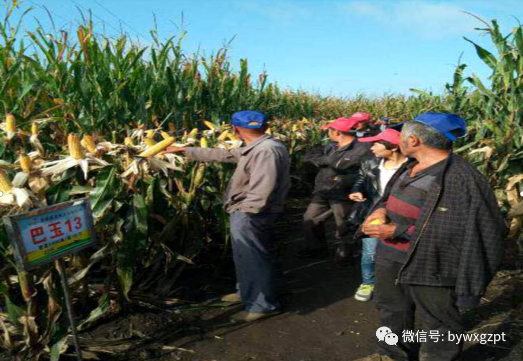 喜讯巴玉13巴玉15通过省农作物品种审定