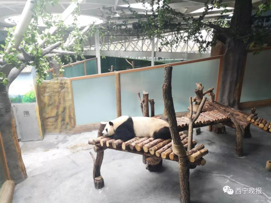 去熊猫馆的公交线路:公交线路站点野生动物园站观赏线路:14路公交线路