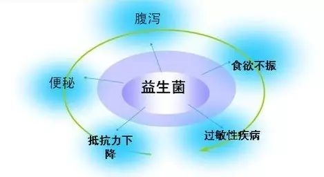 益生菌人們常常關注心肝脾肺腎可惜把人體最大的免疫器官和最大的微