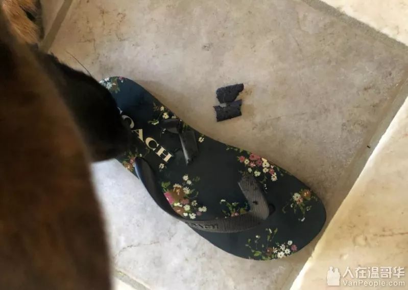 【热帖】我真的要哭死了,我的coach人字拖被室友的狗咬废了